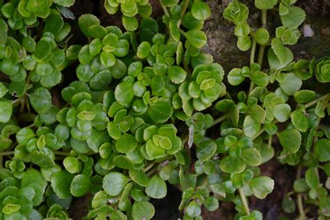 冷水花風水|【冷水花照顧】冷水花，不只是冷水花：認識、養護、繁殖小秘辛。